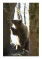 Karhu - Orso | ph. M. Vettorazzi ©