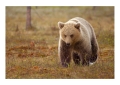Karhu - Orso | ph. M. Vettorazzi ©