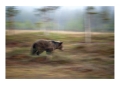 Karhu - Orso | ph. M. Vettorazzi ©