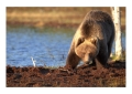 Karhu - Orso | ph. M. Vettorazzi ©
