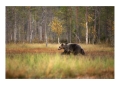 Karhu - Orso | ph. M. Vettorazzi ©