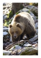 Karhu - Orso | ph. M. Vettorazzi ©
