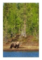 Karhu - Orso | ph. M. Vettorazzi ©