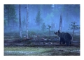 Karhu - Orso | ph. M. Vettorazzi ©