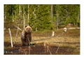 Karhu - Orso | ph. M. Vettorazzi ©