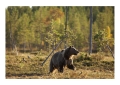 Karhu - Orso | ph. M. Vettorazzi ©