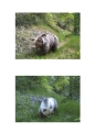 Karhu - Orso | ph. M. Vettorazzi ©