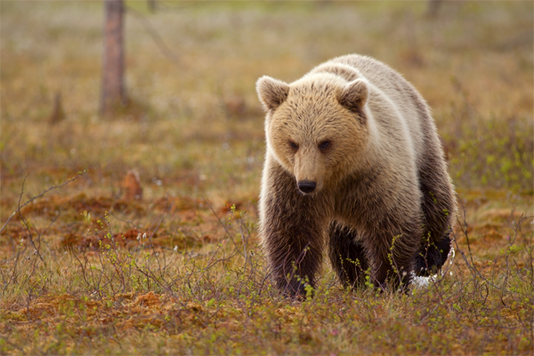 Karhu - ORSO | rassegna di Massimo Vettorazzi allo Spazio Espositivo Pretto